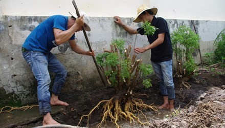 Cây[-]thuốc[-]quý[-]đinh[-]lăng[-]bị[-]săn[-]lùng